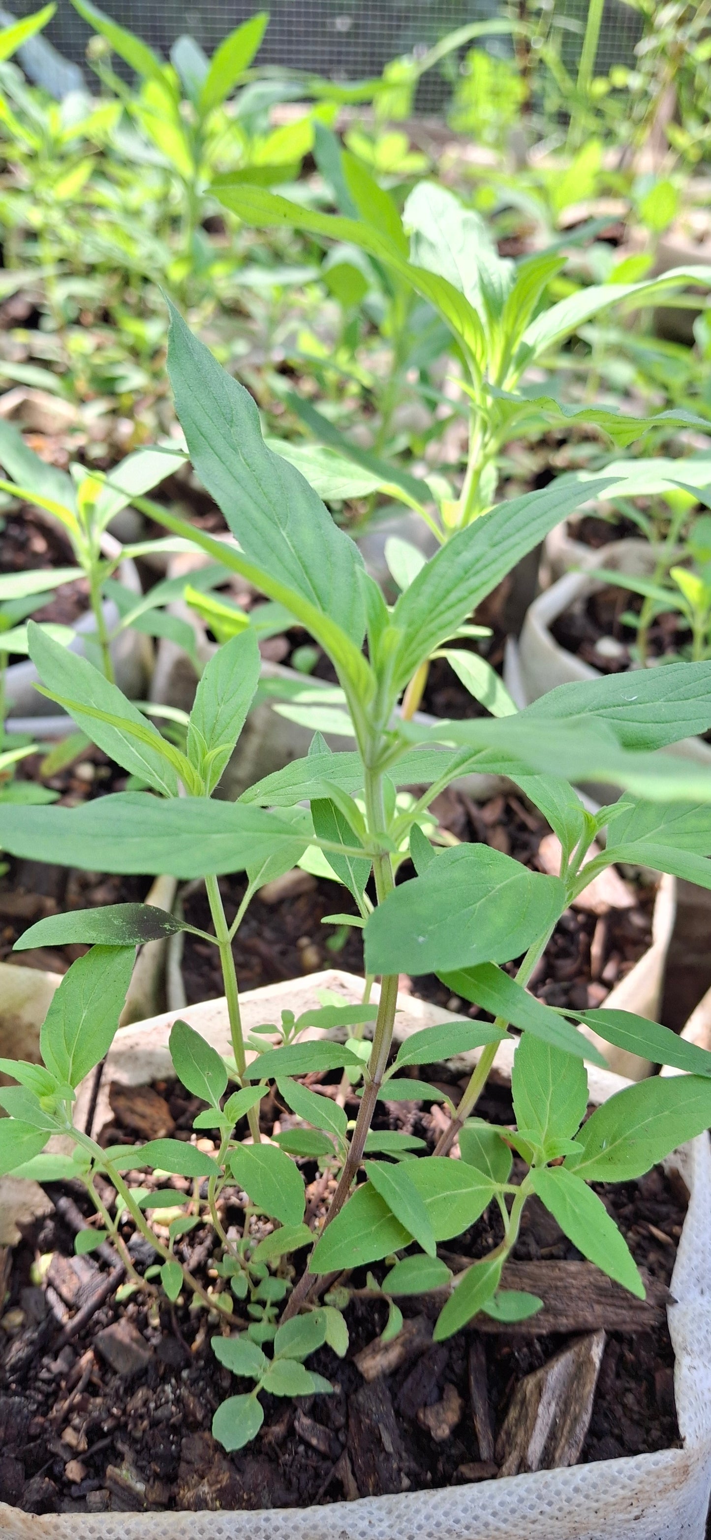 punk bee balm