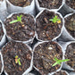 Showy milkweed