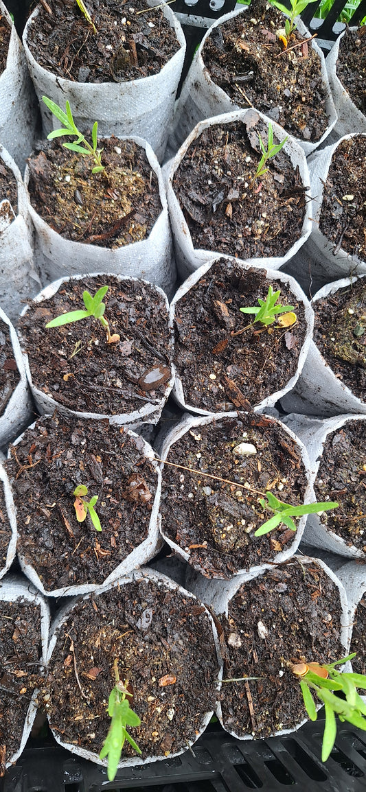 Showy milkweed