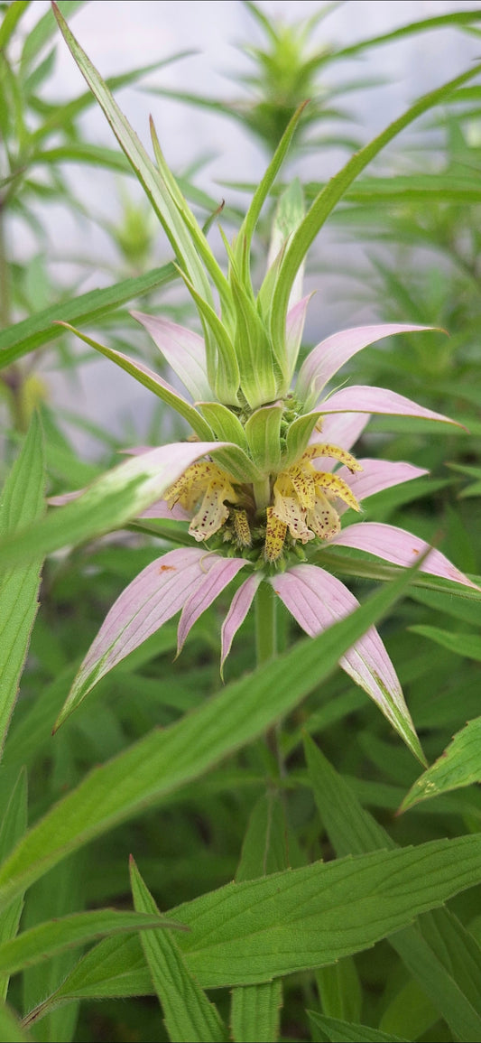 punk bee balm