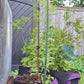 bald cypress