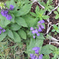 Great Blue Lobelia