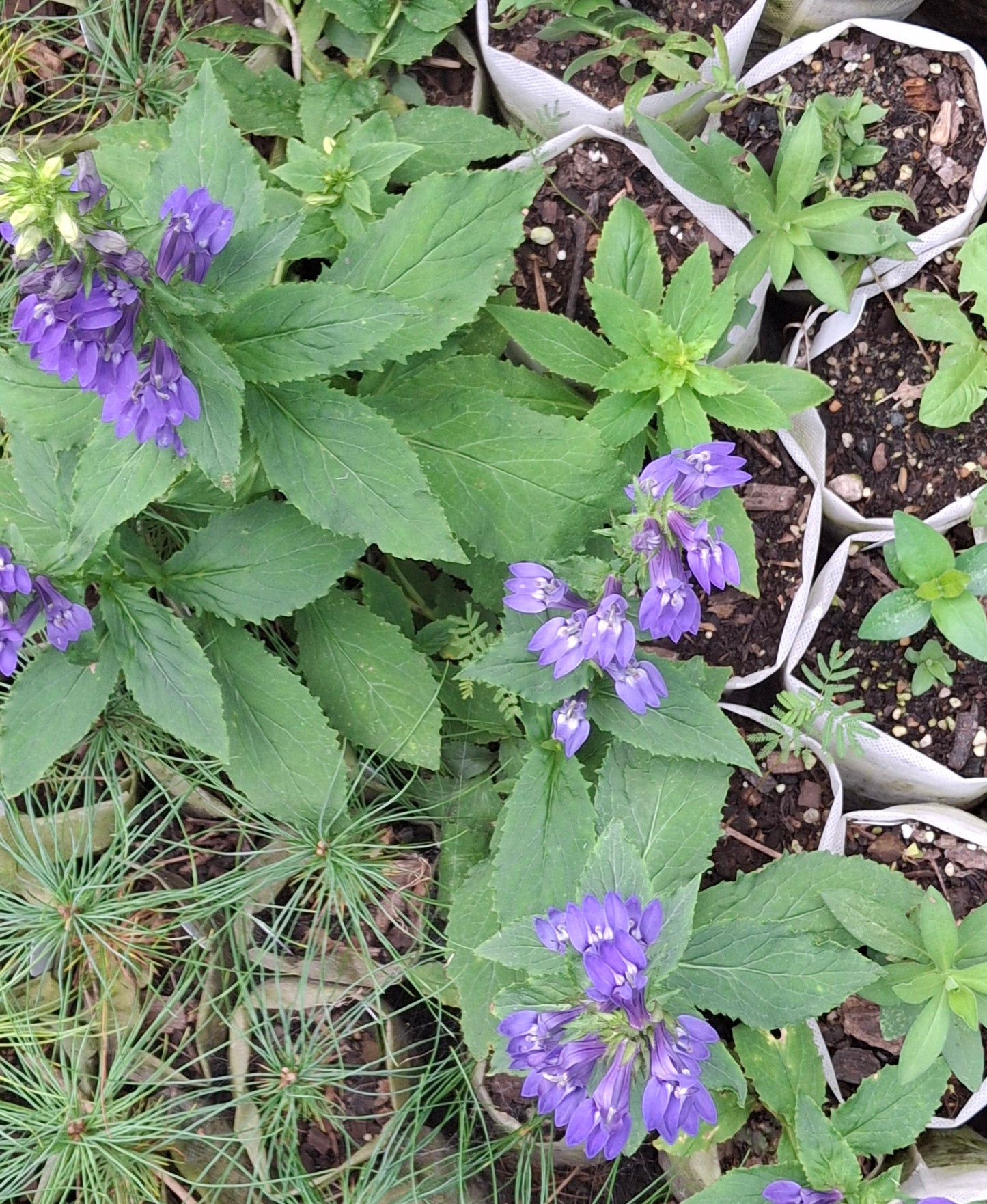 Great Blue Lobelia