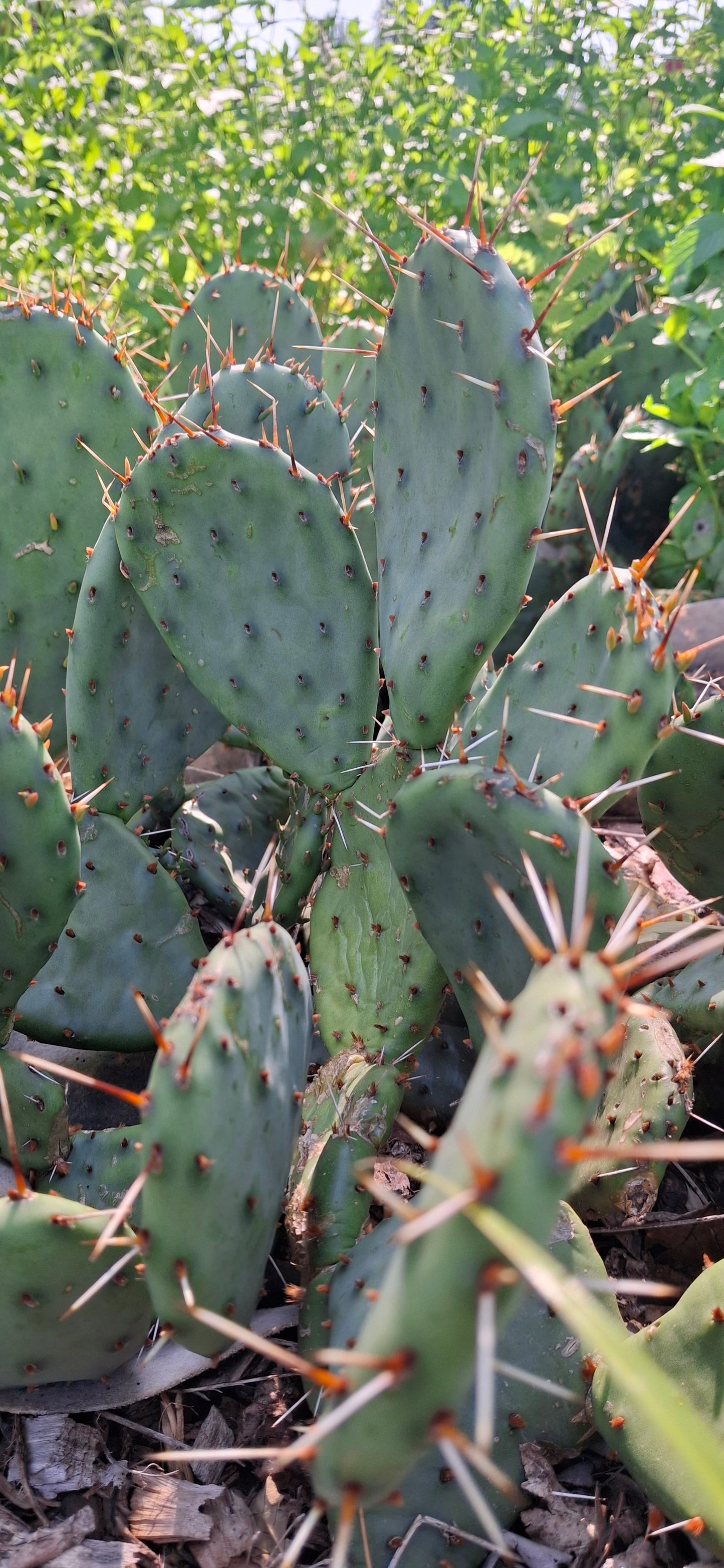 Iowa prickly pear cactus