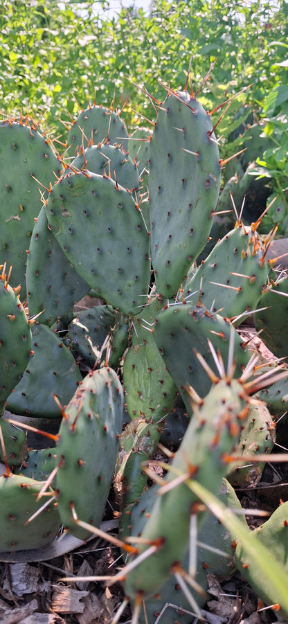 Iowa prickly pear cactus