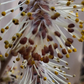 prairie willow
