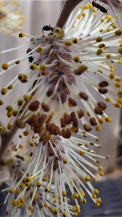 prairie willow