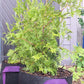 White Cedar