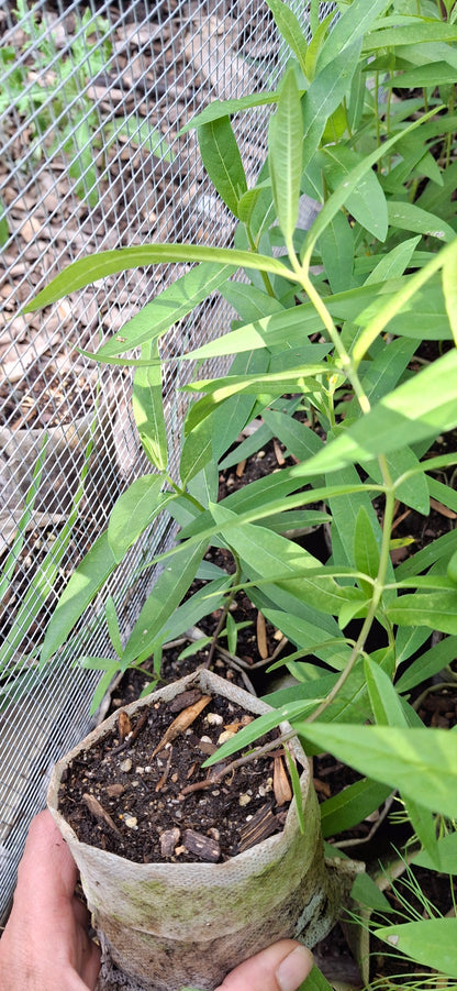 Showy milkweed
