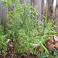 prairie willow