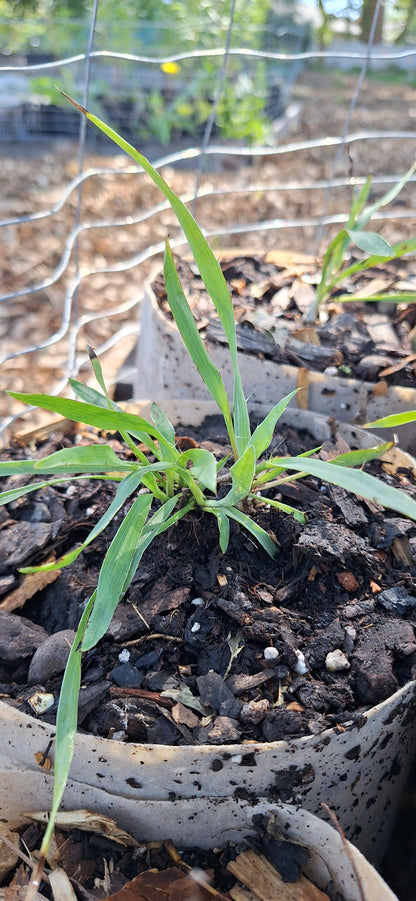 Rattlesnake master