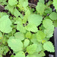 anise hyssop