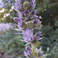 anise hyssop