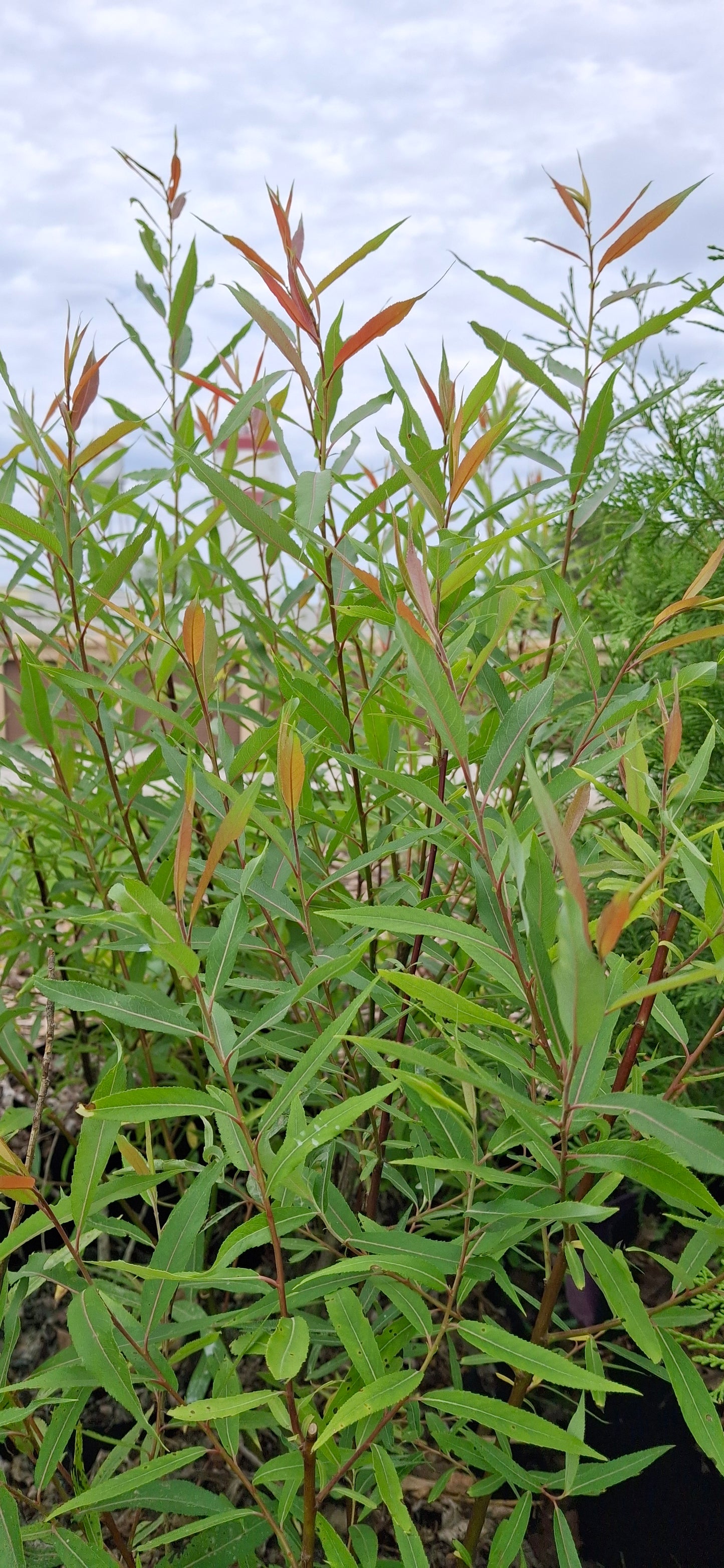 Meadow Willow