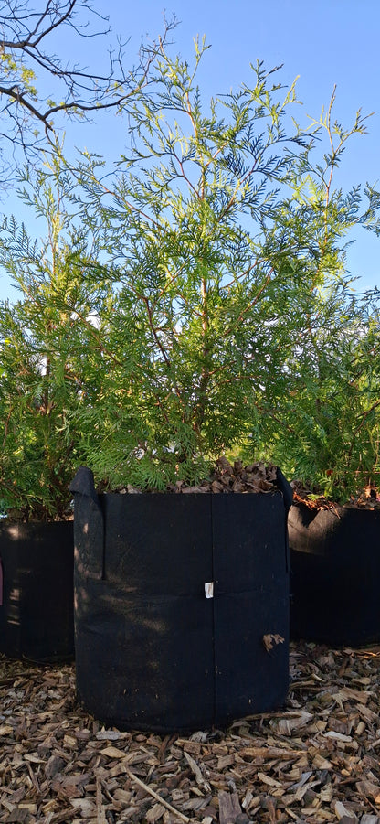 White Cedar
