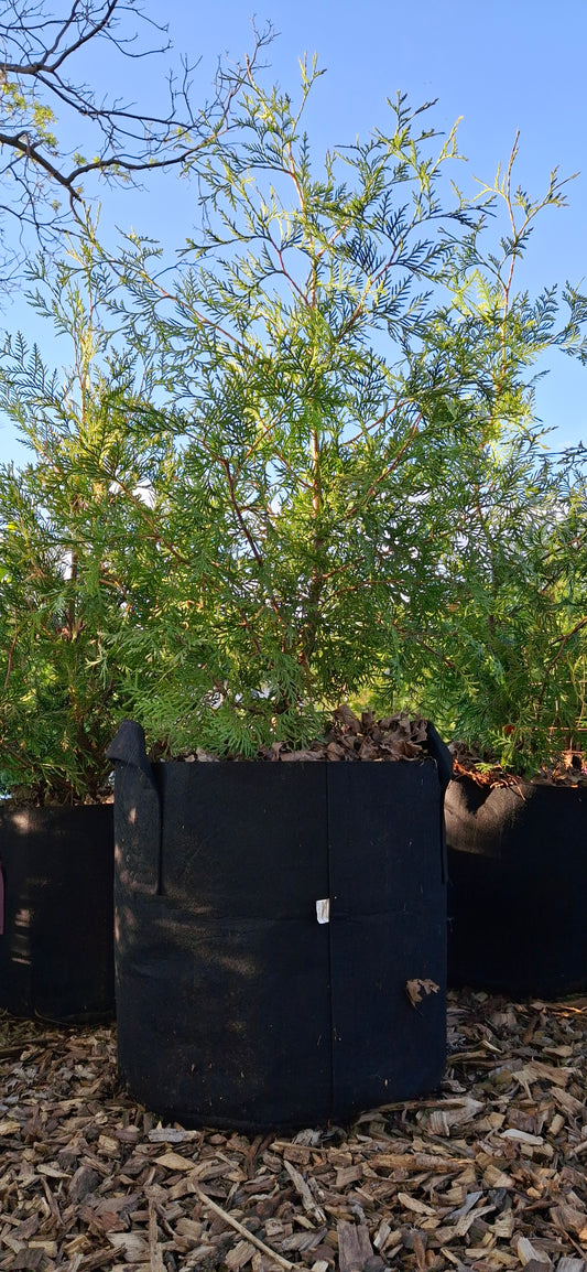 White Cedar