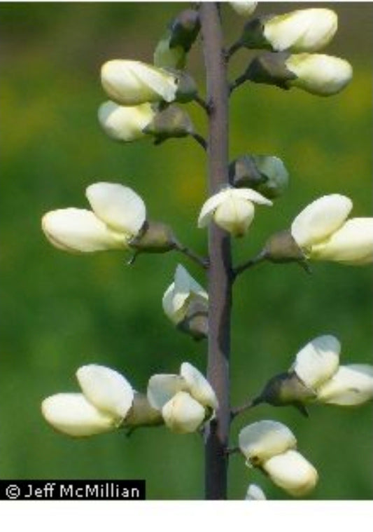 white wild indigo