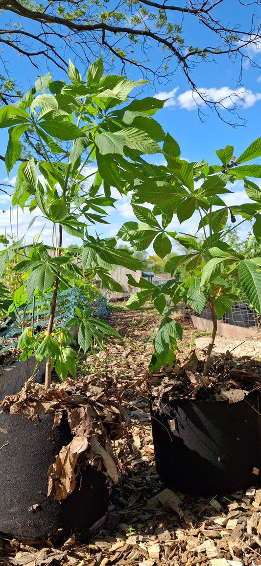 Ohio buckeye