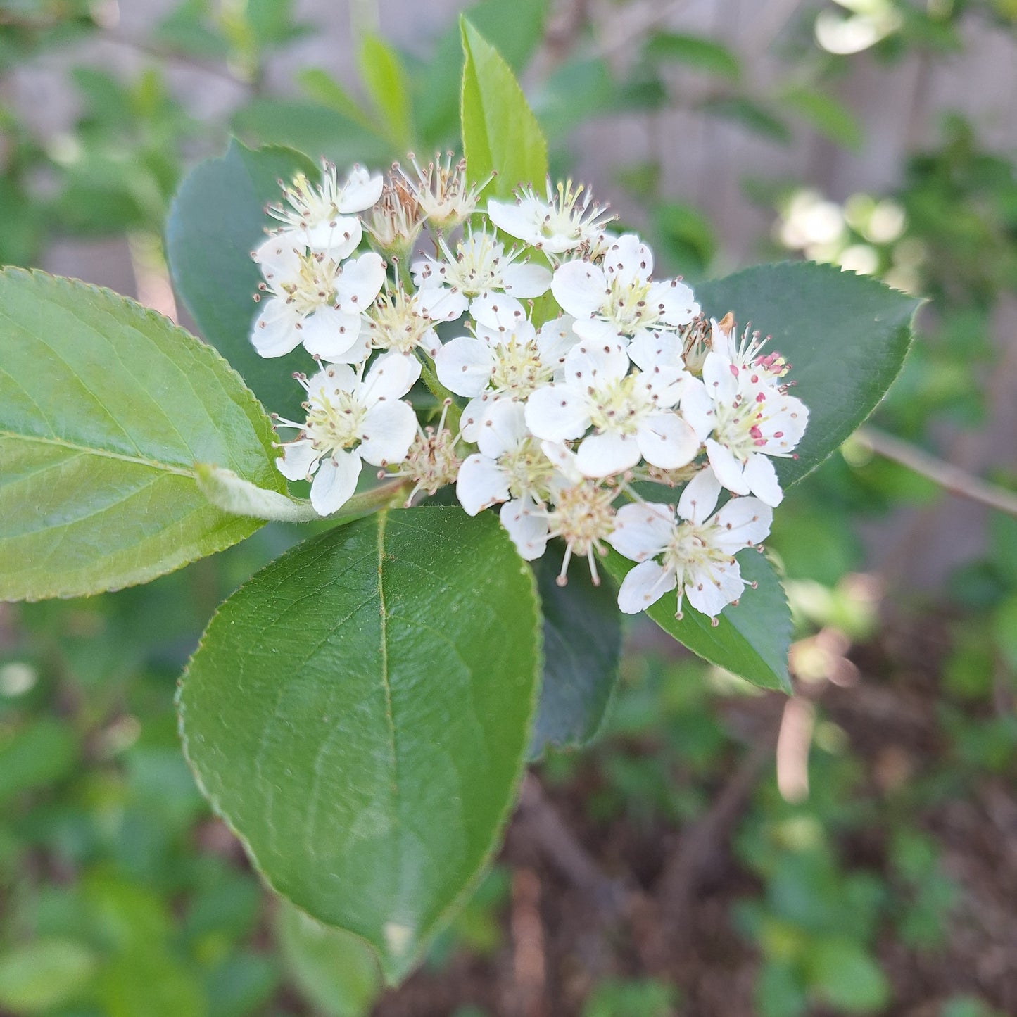 Aroniaberry