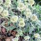Mountain mint