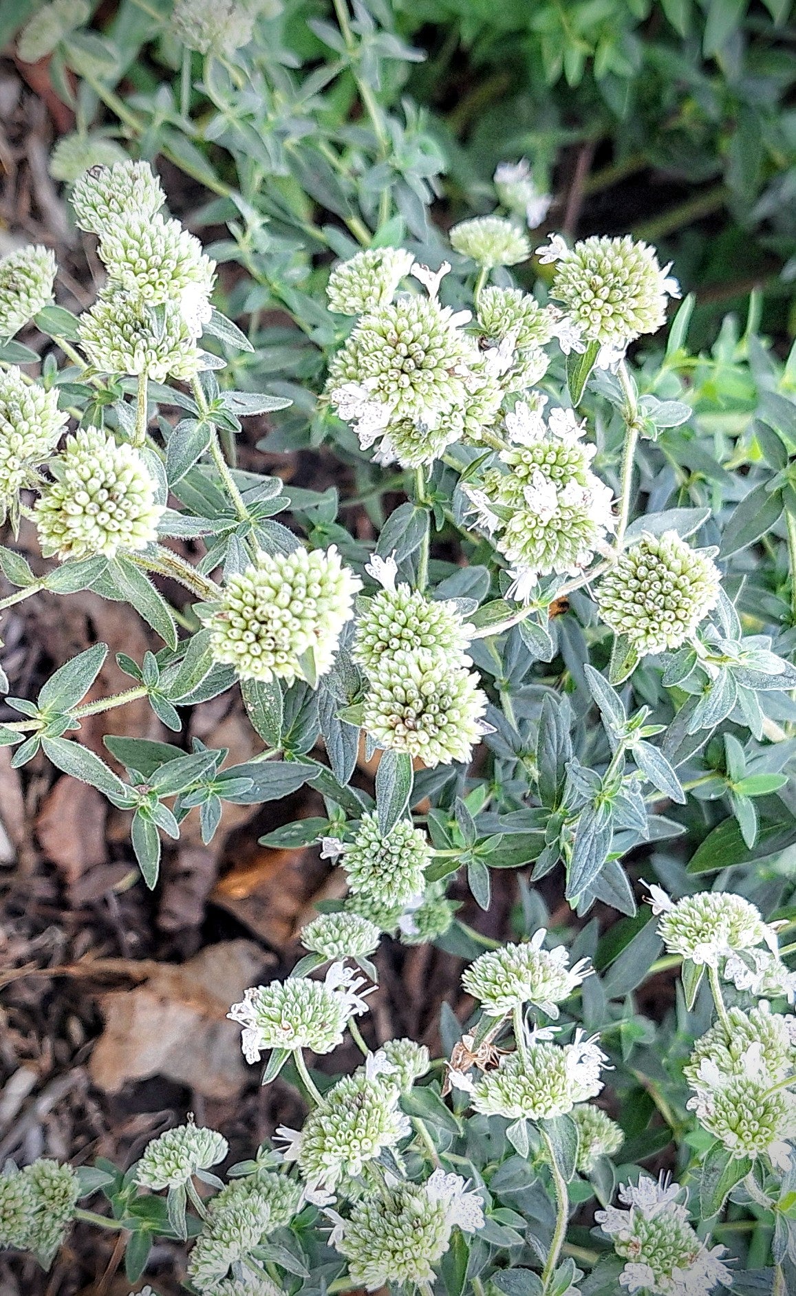 Mountain mint