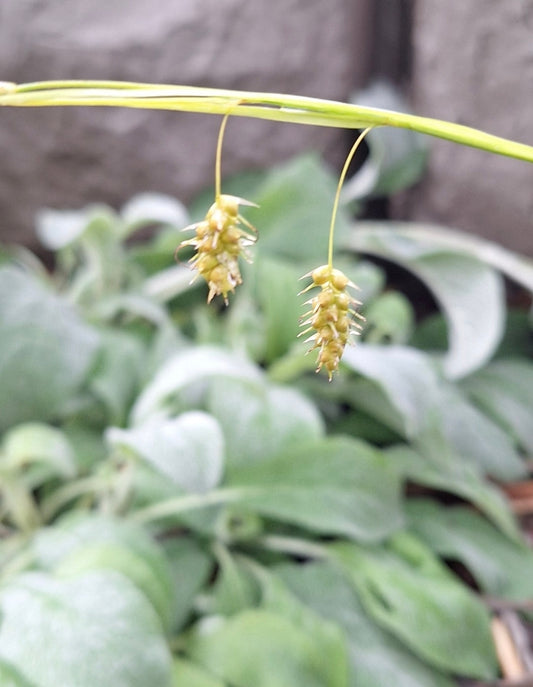 Sprengel's sedge