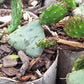 Iowa prickly pear cactus