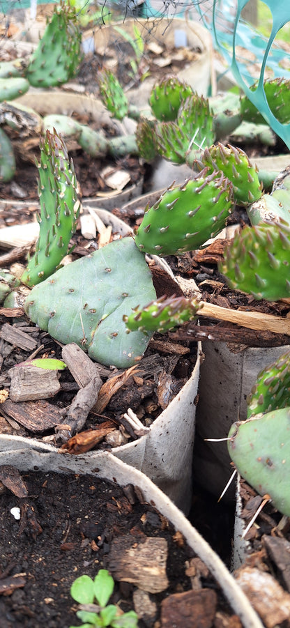 potted prickly pear cactus Iowa prickly pear cactus