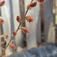 prairie willow