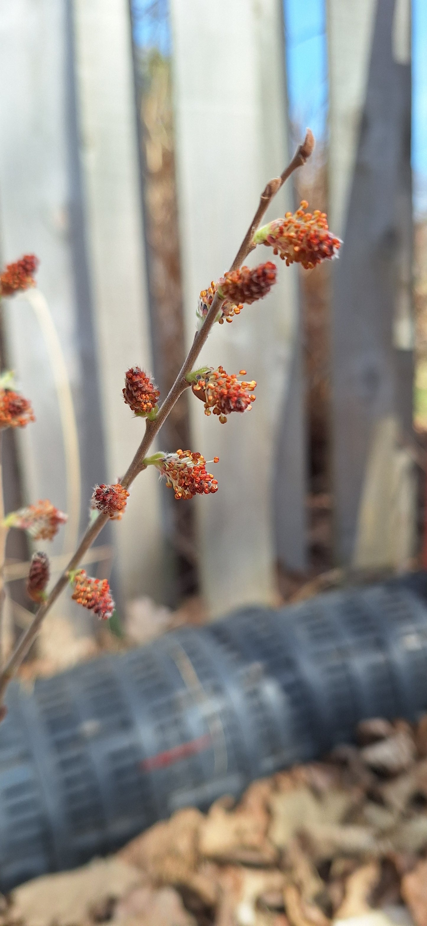 prairie willow