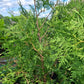 White Cedar