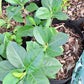 Aroniaberry