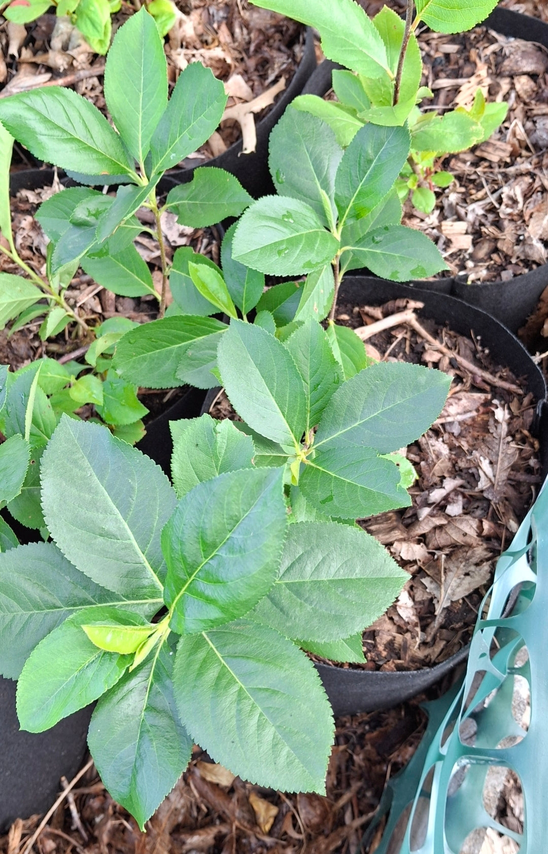 Aroniaberry