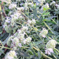Mountain mint