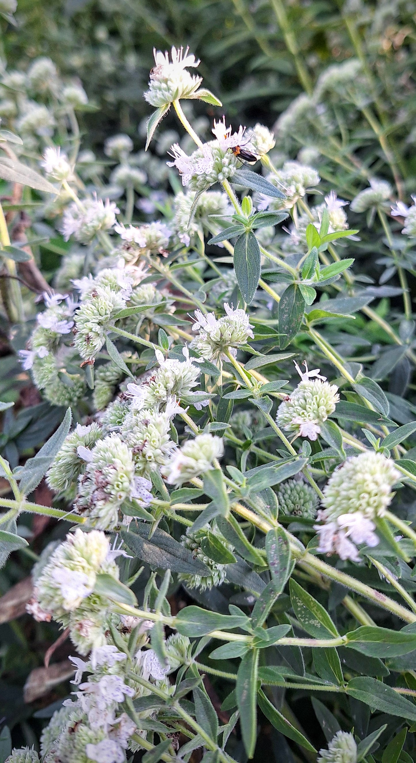 Mountain mint