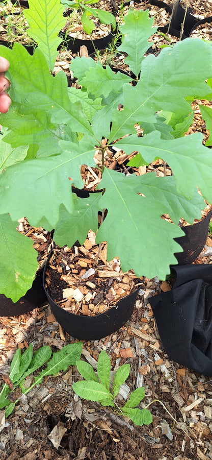 Bottomland bur oak