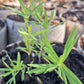 Butterfly milkweed