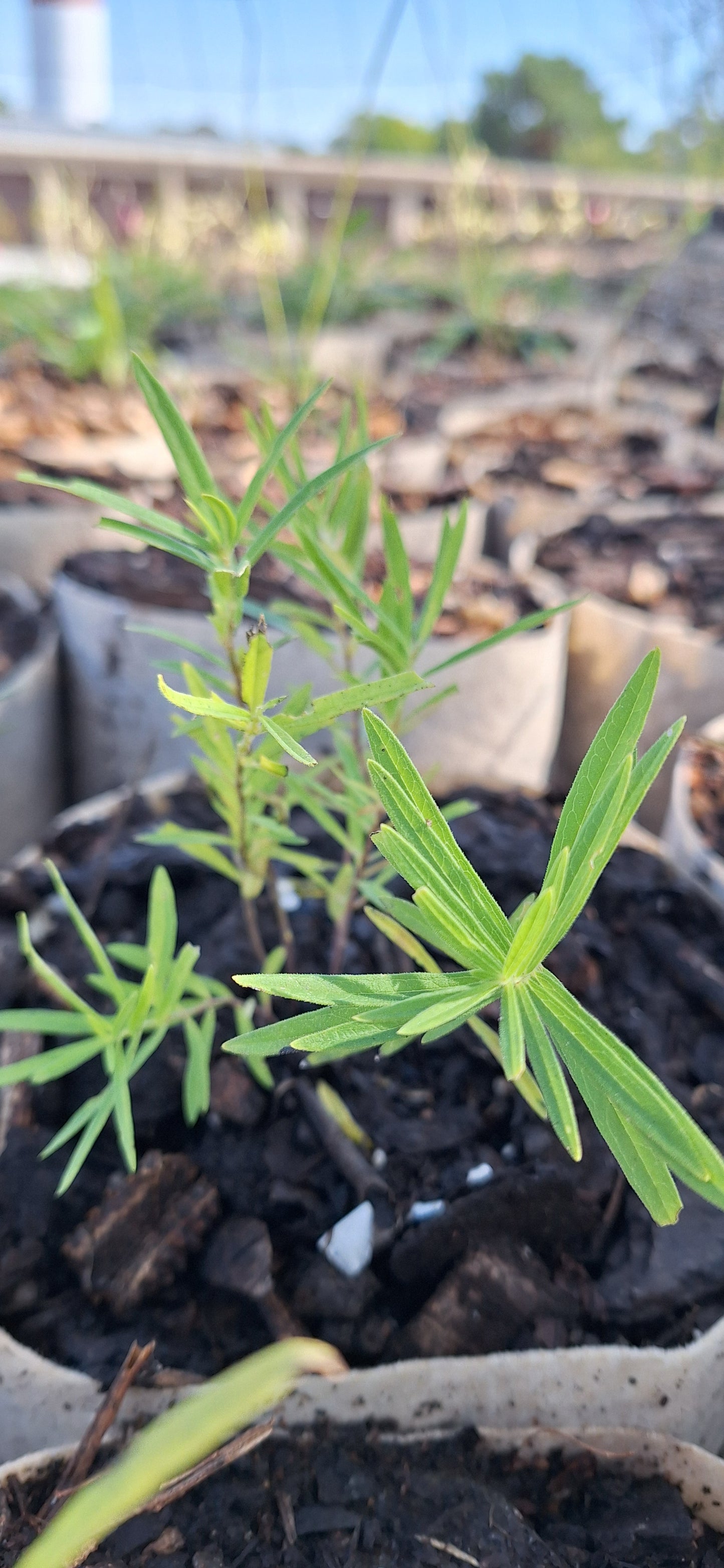 Butterfly milkweed