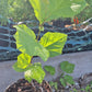 American Sycamore