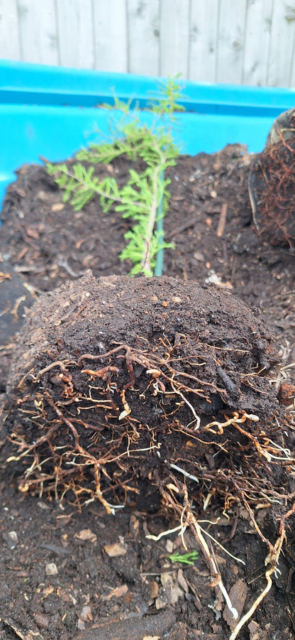 bald cypress