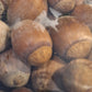 Bur oak acorns