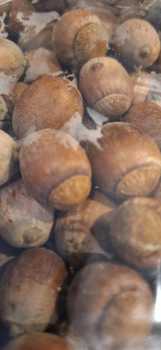 Bur oak acorns