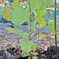 American Sycamore