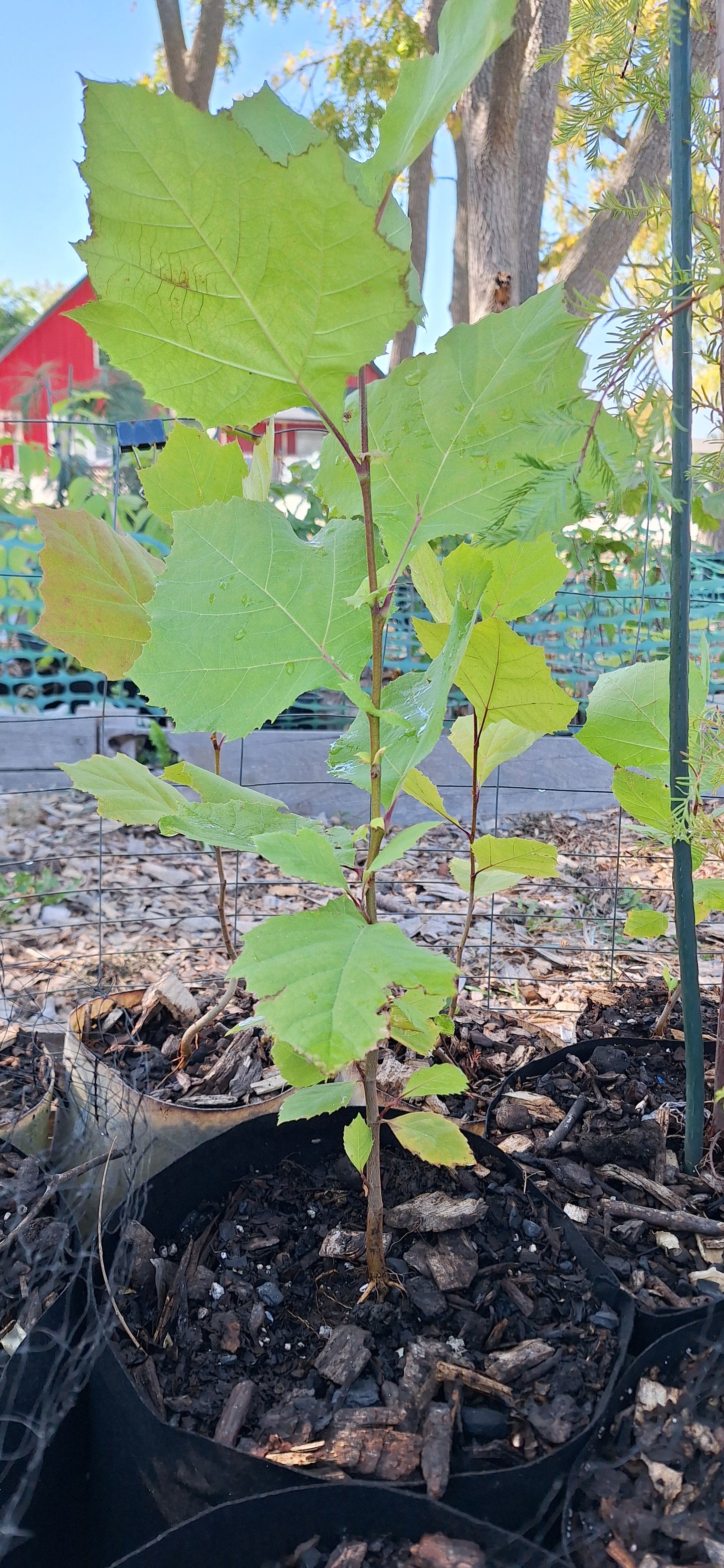 American Sycamore