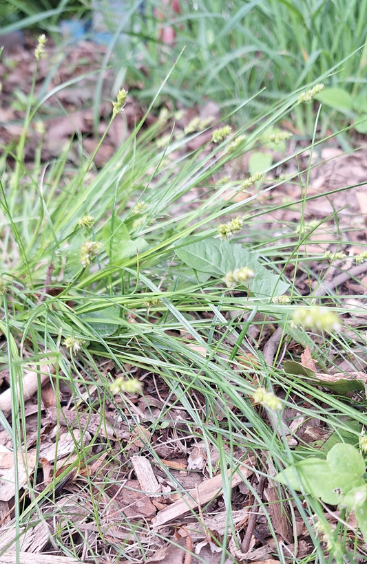 Leavenworth sedge