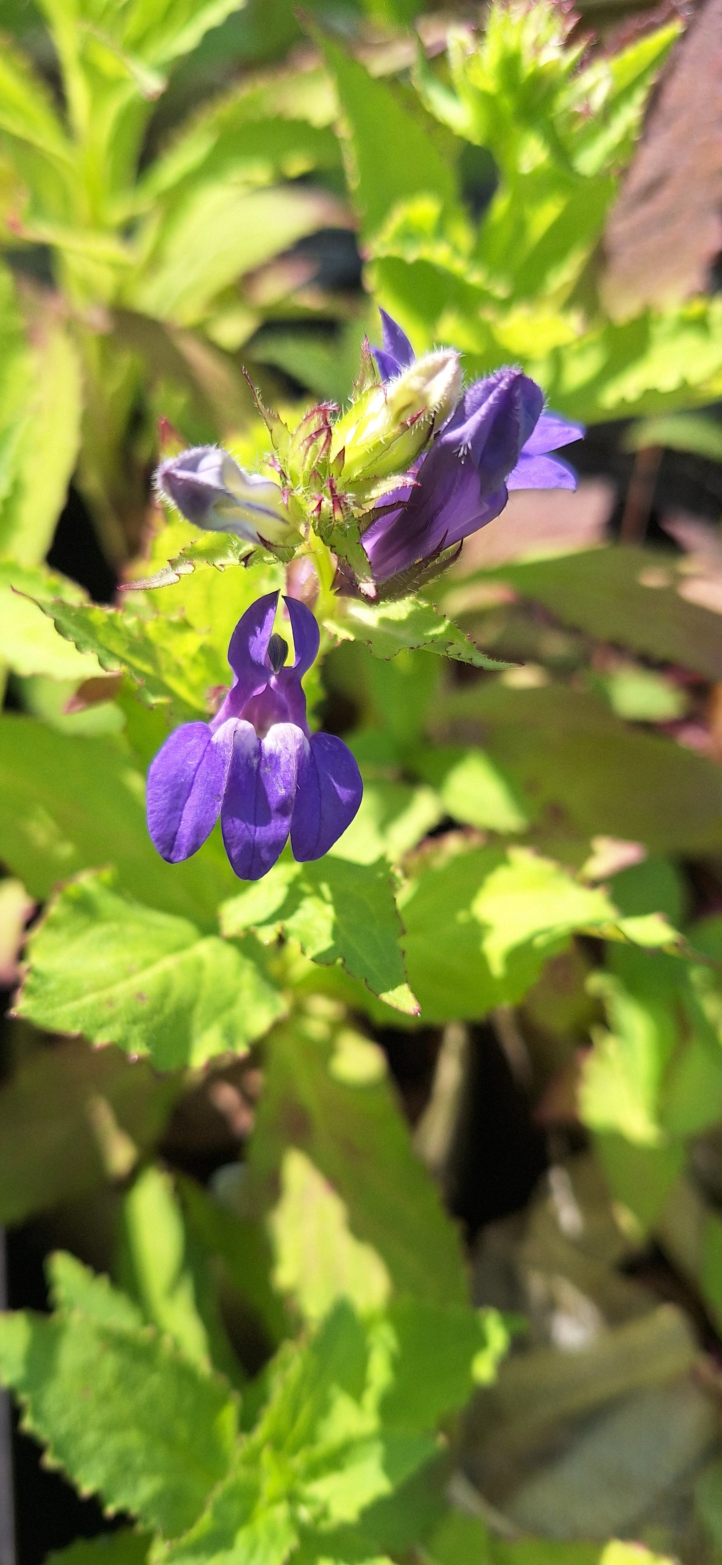 Great Blue Lobelia