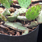 Iowa prickly pear cactus