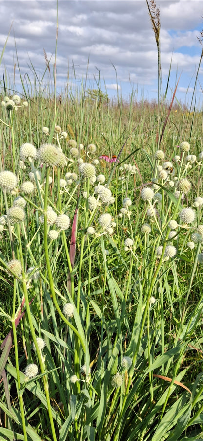 Rattlesnake master