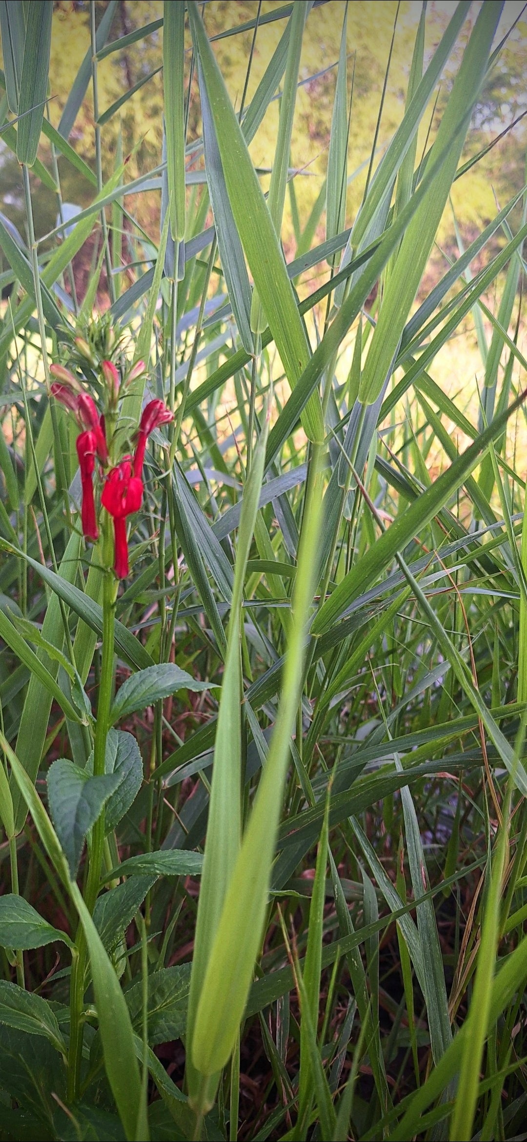 cardinal flower