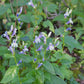 Great Blue Lobelia